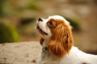 Picture of Headshot of Cavalier King Charles Spaniel.