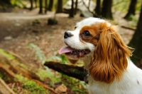 Picture of Headshot of Cavalier with forest in the background.