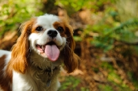 Picture of Headshot of Cavalier with tongue out.