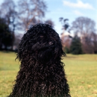 Picture of headshot of hungarian puli