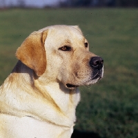 Picture of headshot of labrador