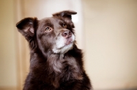 Picture of Headshot of red Australian Shepherd, indoors.