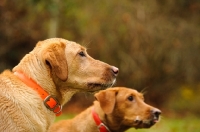 Picture of headshots of two Labrador Retrievers with orange collars.