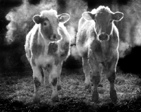 Picture of heavily breathing commercial beef heifers in a shed with misty breath black and white
