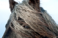 Picture of heavy horse looking through manes