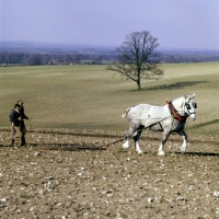 Picture of heavy horse working with harrow