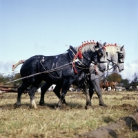 Picture of heavy horses with decorated manes working