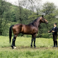 Picture of helikon, marbach stallion, trakehener brand, 