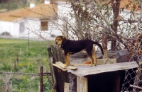 Picture of hellenic hounds, (aka Hellinikos Ichnilatis, Greek Harehound, Hellenic Hound, Greek Hound}