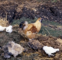 Picture of hen and chicks on dung heap
