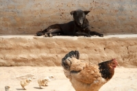 Picture of hen and her chicks being watched by a dog
