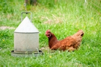 Picture of Hen lying in grass, next to a seed feeder