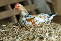 Picture of hen perched on straw