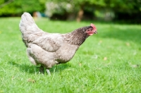 Picture of Hen standing in a field