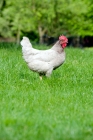 Picture of Hen standing in a field