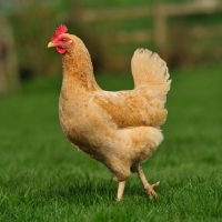 Picture of hen taking a walk