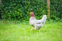 Picture of Hen walking in field, in front of chicken fence