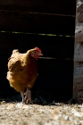 Picture of hen walking out of a stable