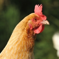 Picture of hen