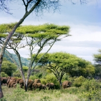 Picture of herd of african elephants in  lake manyara np