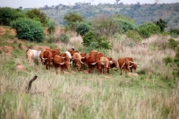 Picture of herd of Afrikaner cattle