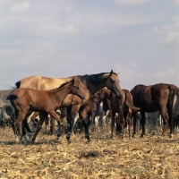 Picture of herd of akhal teke mares and foals, taboon