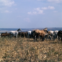 Picture of herd of akhal tekes and arabs at tersk stud farm Russia, 