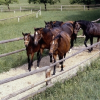 Picture of herd of Ausrian Half bred mares and foals walking along path at Piber