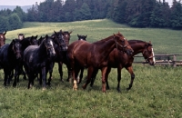 Picture of herd of Austrian half bred colts at Piber