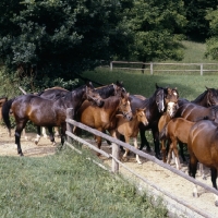 Picture of herd of Austrian Half bred mares and foals at Piber
