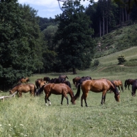 Picture of herd of Austrian half bred mares 