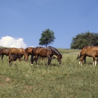 Picture of herd of Austrian Half mares and foals at Piber