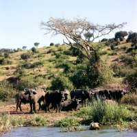 Picture of herd of buffalo in queen elizabeth np, africa