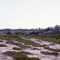 Picture of herd of camargue mares and foals running  with stallion