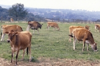 Picture of herd of cows