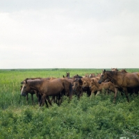 Picture of herd of Don mares with foals on Russian Steppes