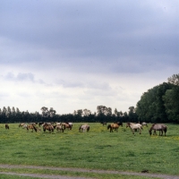 Picture of herd of Dulmen ponies in field
