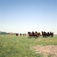 Picture of herd of Furioso North Star mares and foals cantering at Kiskunsag State Farm, Hungary