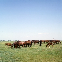 Picture of herd of Furioso North Star mares and foals grazing at Kiskunsag , Hungary