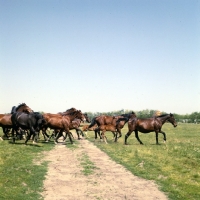 Picture of Herd of Furioso North Star mares and foals crossing path at Kiskunsag State Farm