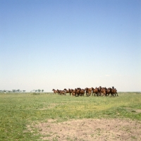 Picture of herd of Furioso North Star mares and foals cantering at Kiskinsag  State farm, Hungary