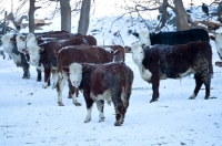Picture of Herd of Hereford cattle in snowy pasture