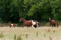 Picture of herd of horses cantering in field