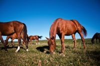 Picture of herd of horses grazing in field