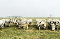 Picture of herd of hungarian grey cattle at hortobÃ¡gy in hungary