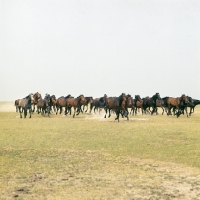 Picture of herd of Hungarian Horses galloping on Great Hungarian Plain