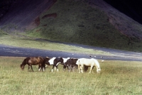 Picture of herd of iceland horses grazing in Iceland