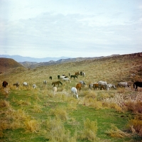 Picture of Herd of iomuds grazing