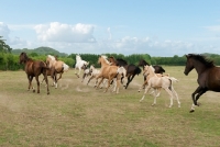Picture of herd of Kinsky horses galloping in field