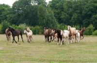 Picture of herd of Kinsky horses trotting in field